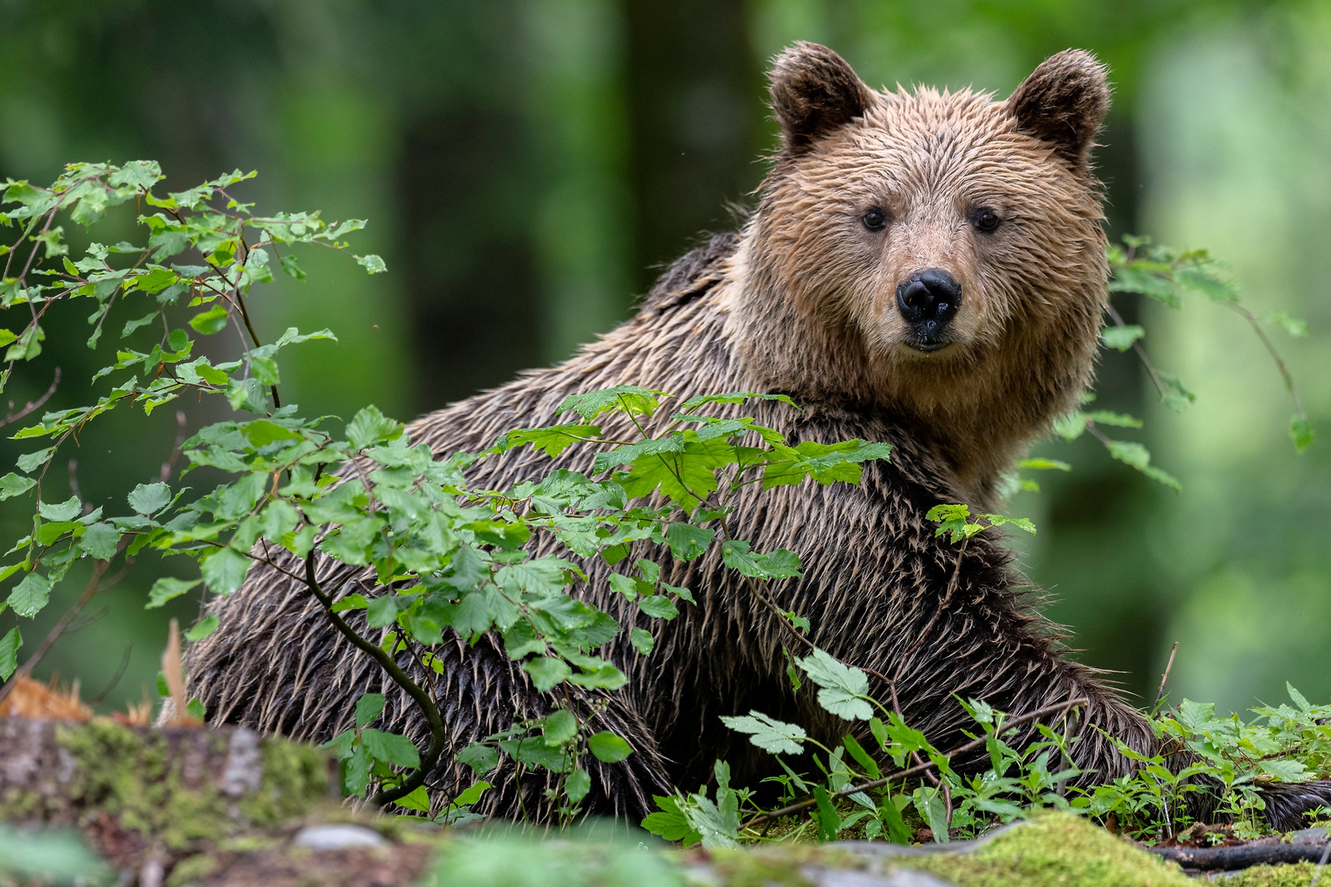 Download Animal Bear HD Wallpaper