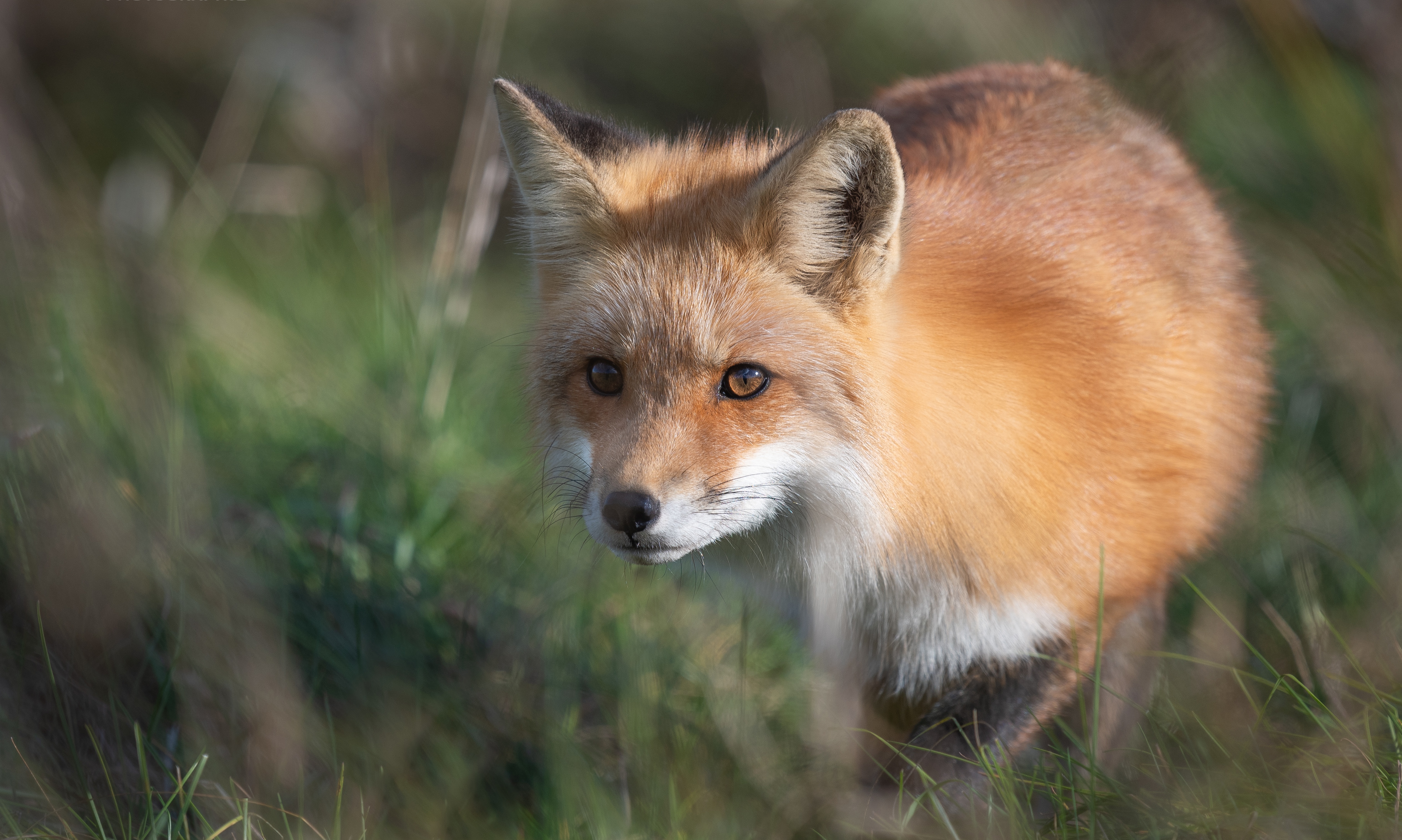 Red fox 4. Обои лисы. Лиса млекопитающее. Морда лисы. Сибирская лиса.