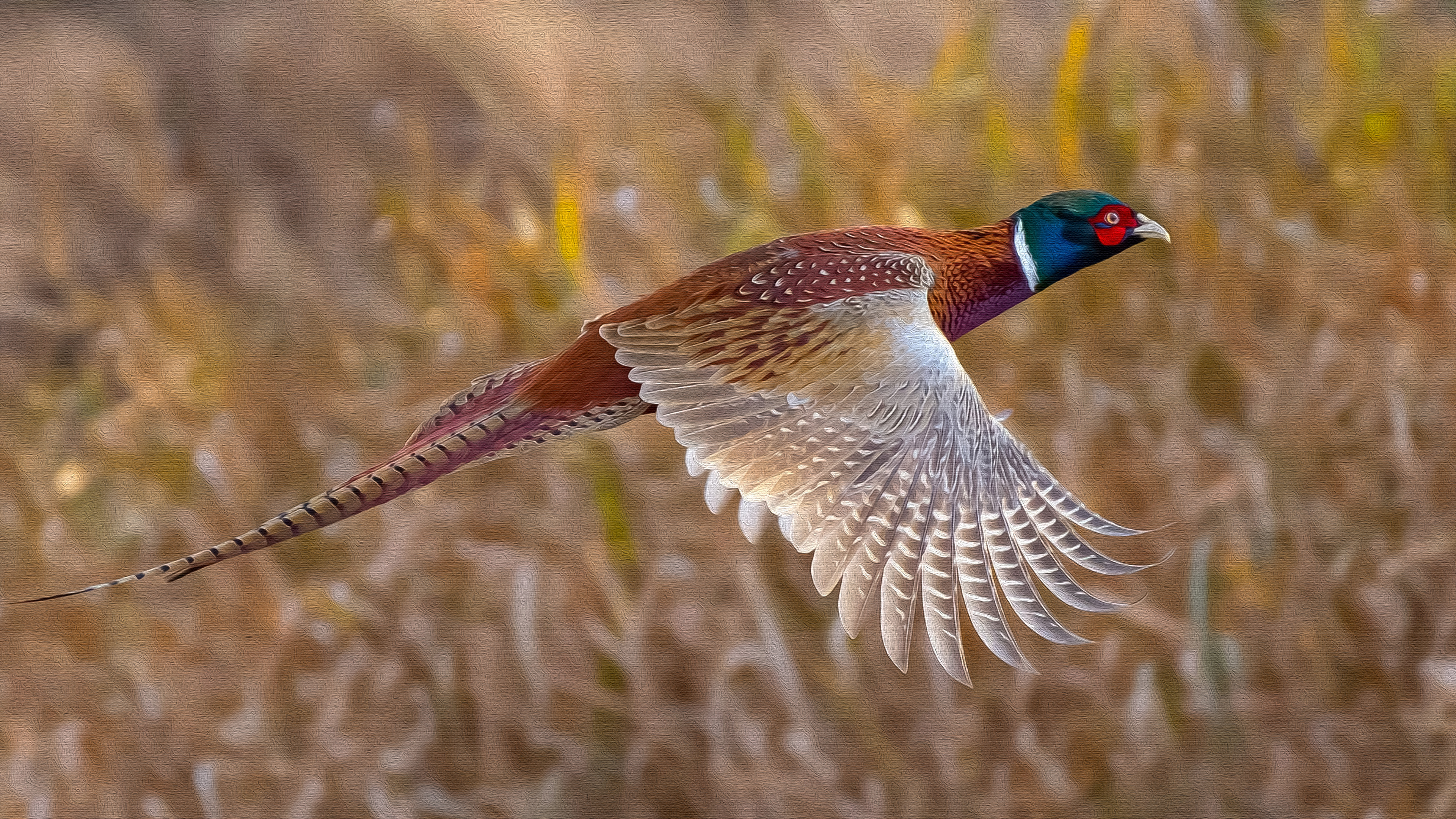 Animal Pheasant HD Wallpaper | Background Image