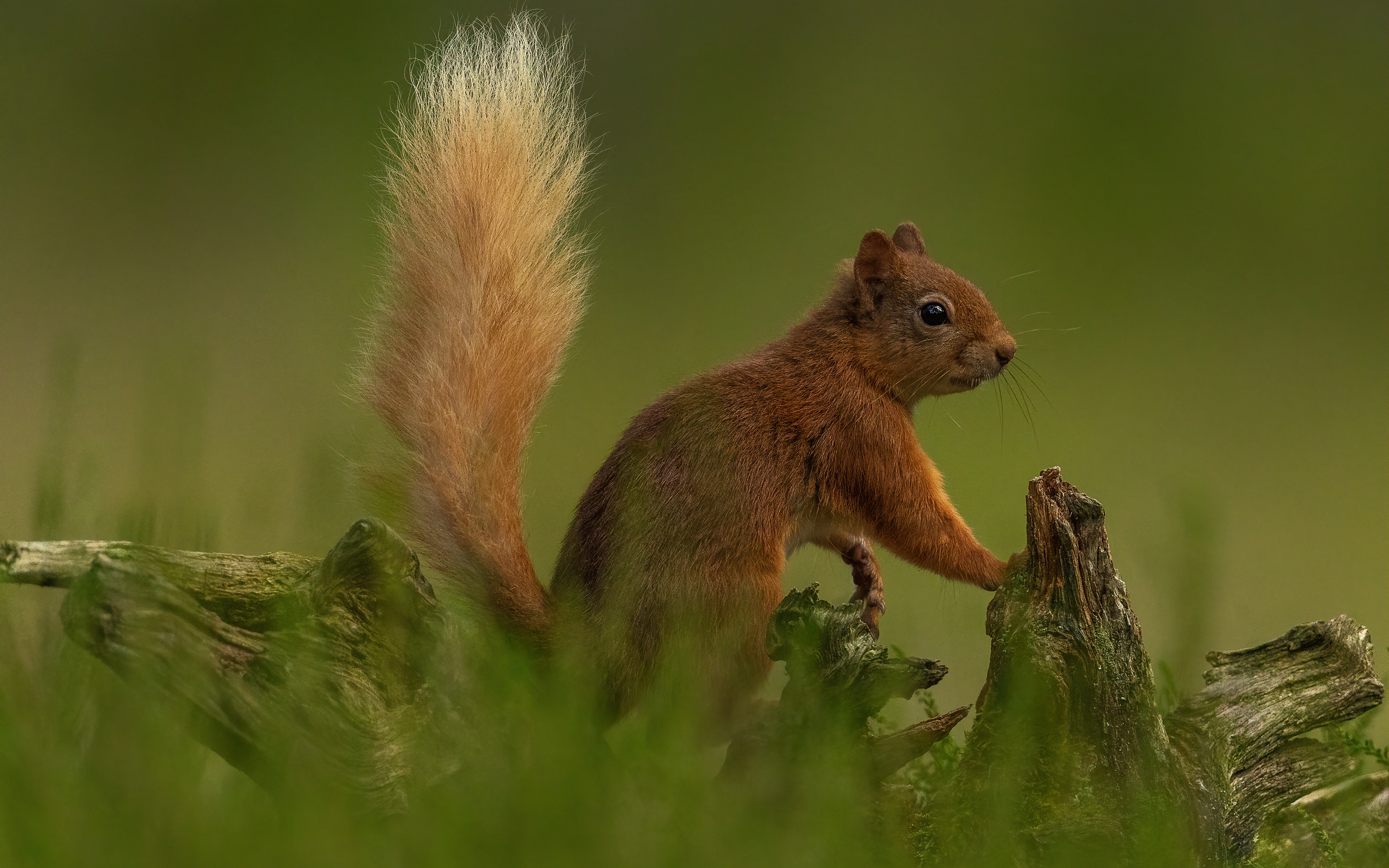 Squirrel 4k Ultra HD Wallpaper | Background Image | 3840x2400 | ID