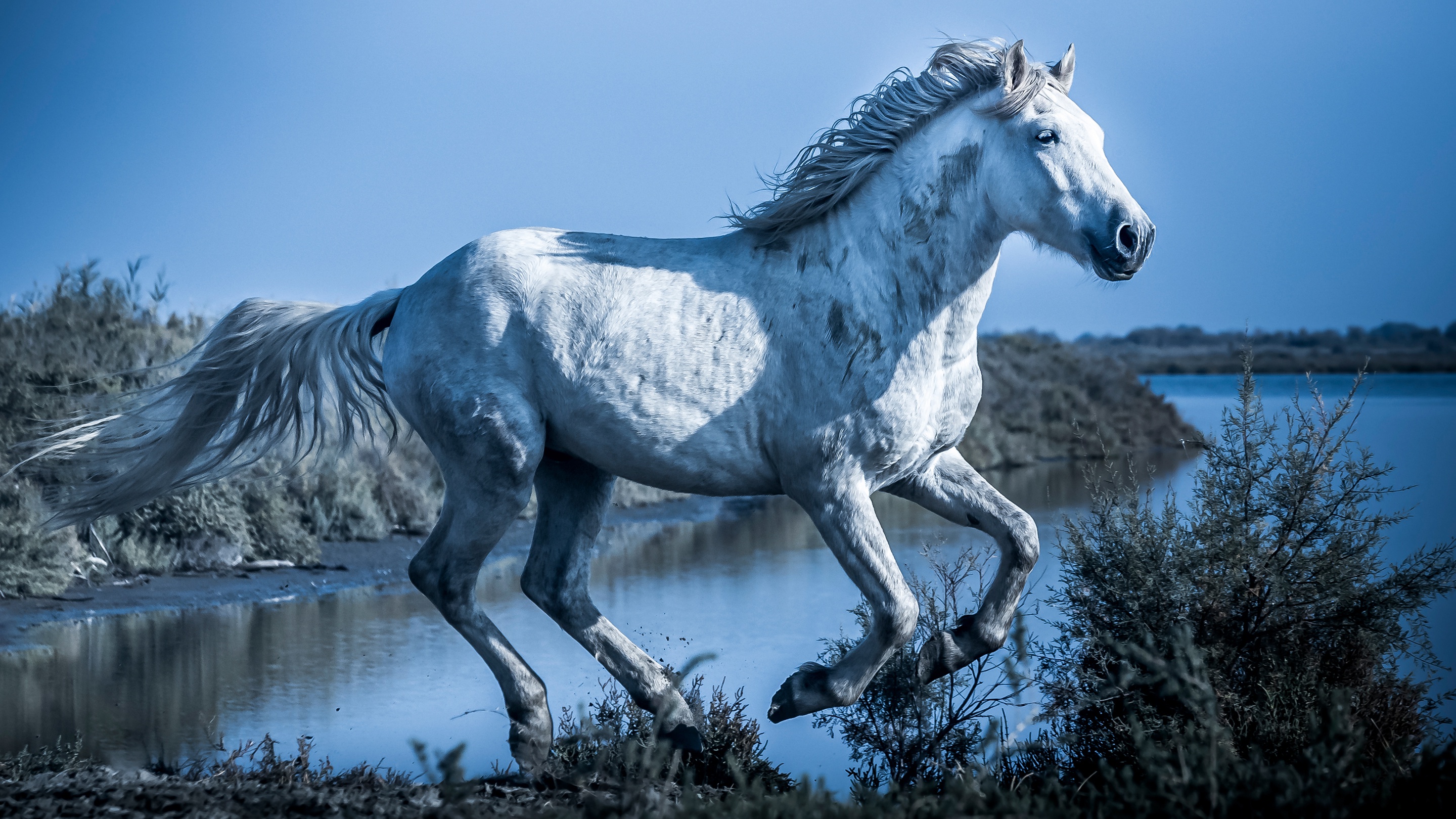 White Horse Wallpaper High Resolution