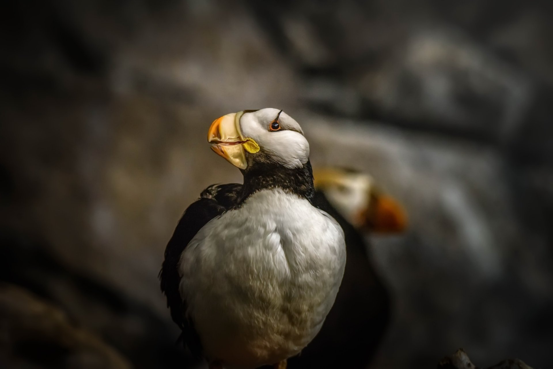 Download Bird Animal Puffin HD Wallpaper
