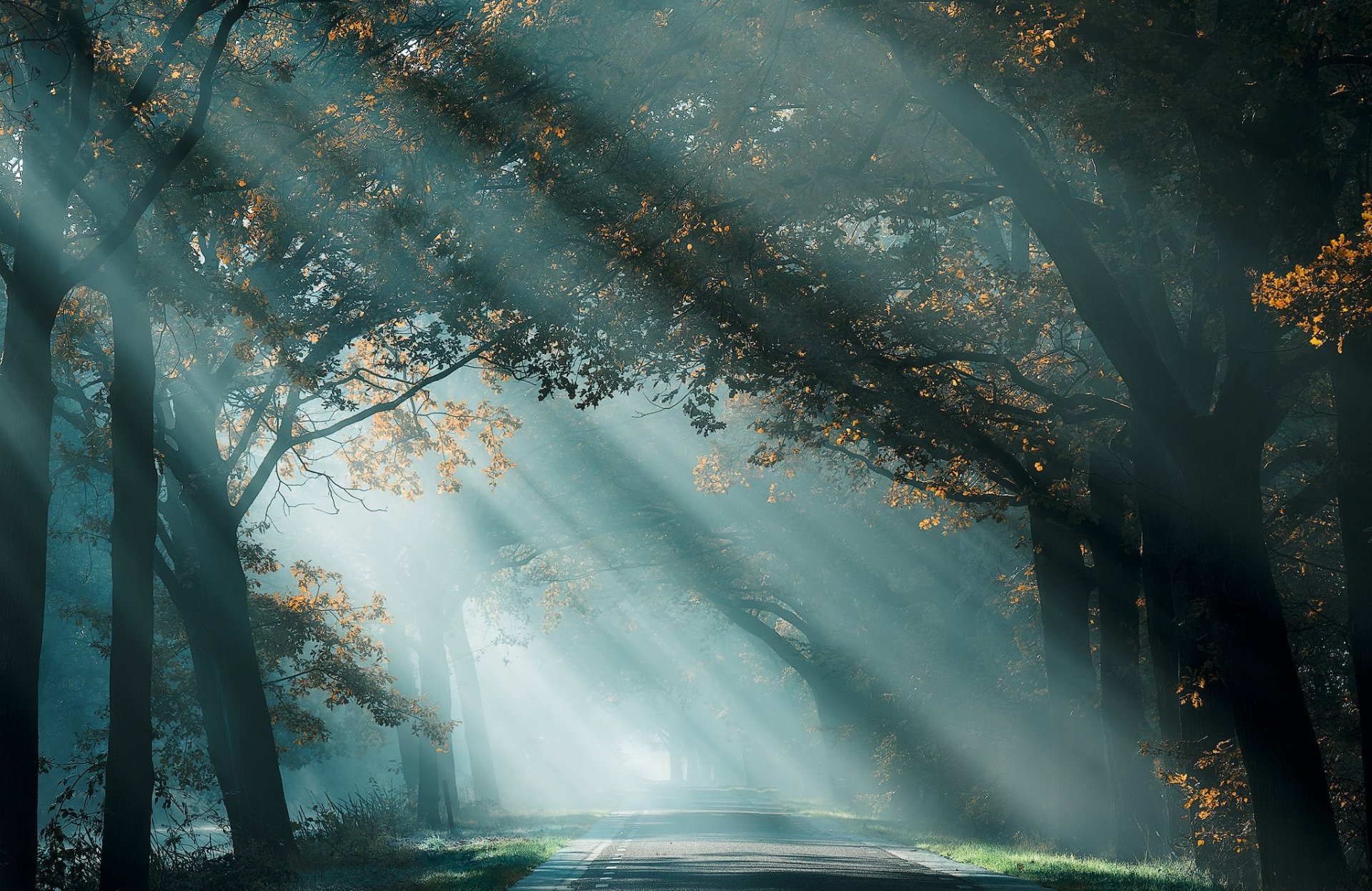 Download Sunbeam Tree Nature Fog Fall Man Made Road HD Wallpaper ...