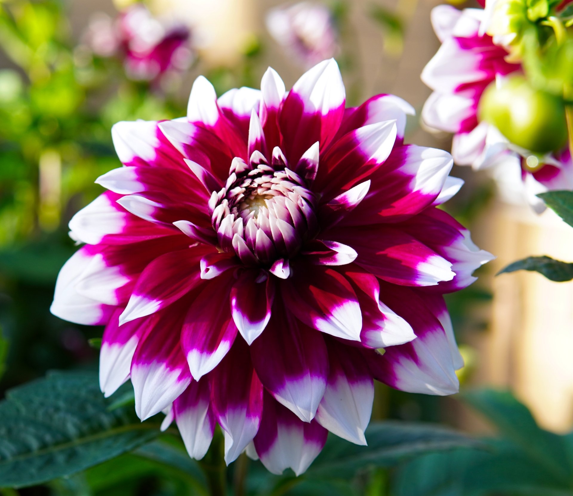 Download Flower Nature Dahlia HD Wallpaper