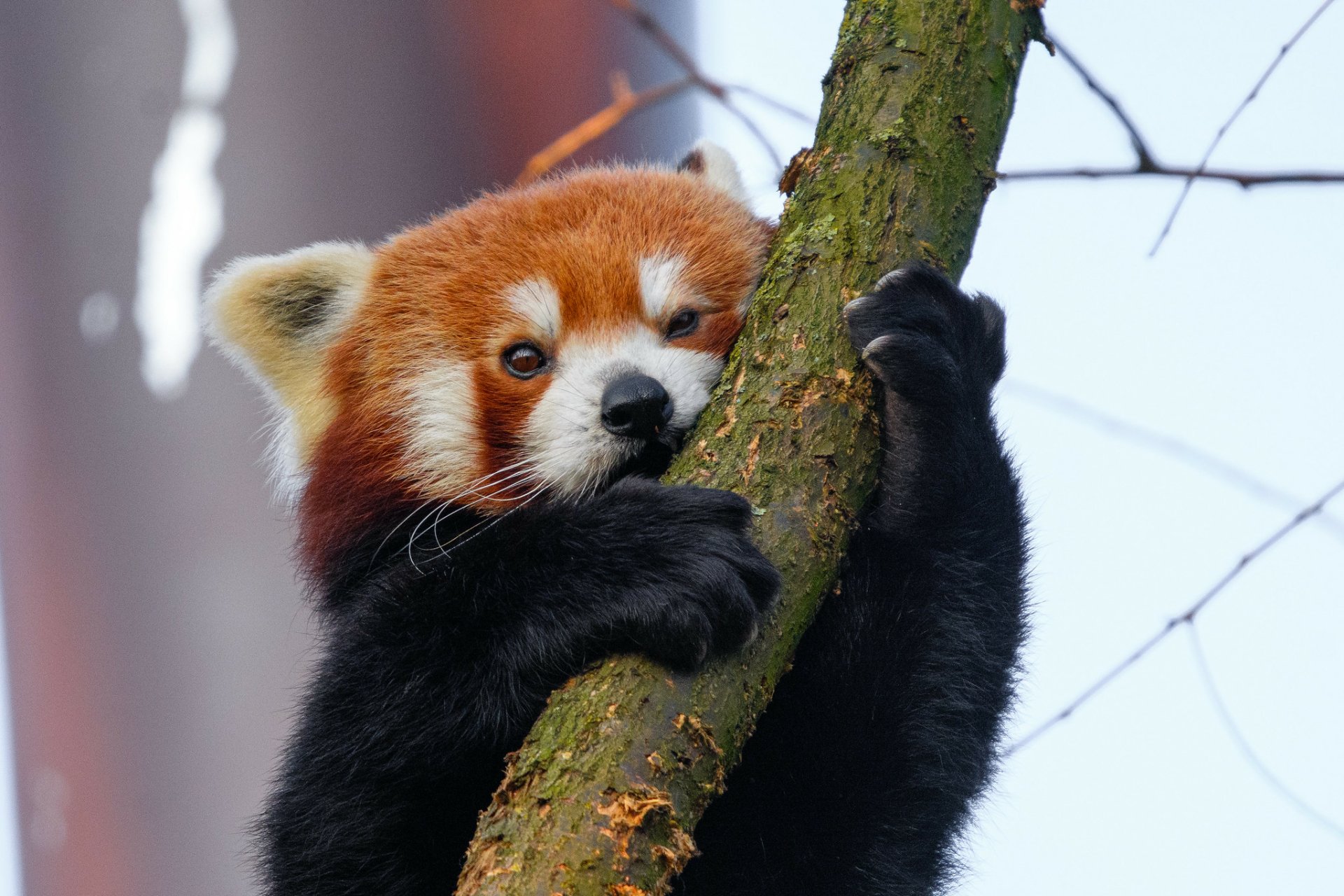 Download Animal Red Panda HD Wallpaper