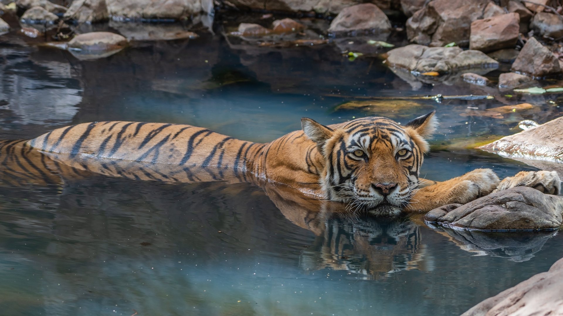 Majestic tiger lounging in a clear pond among rocks, its reflection mirrored in the water — 4K Ultra HD PC desktop wallpaper/background, Animal, tiger, pond.