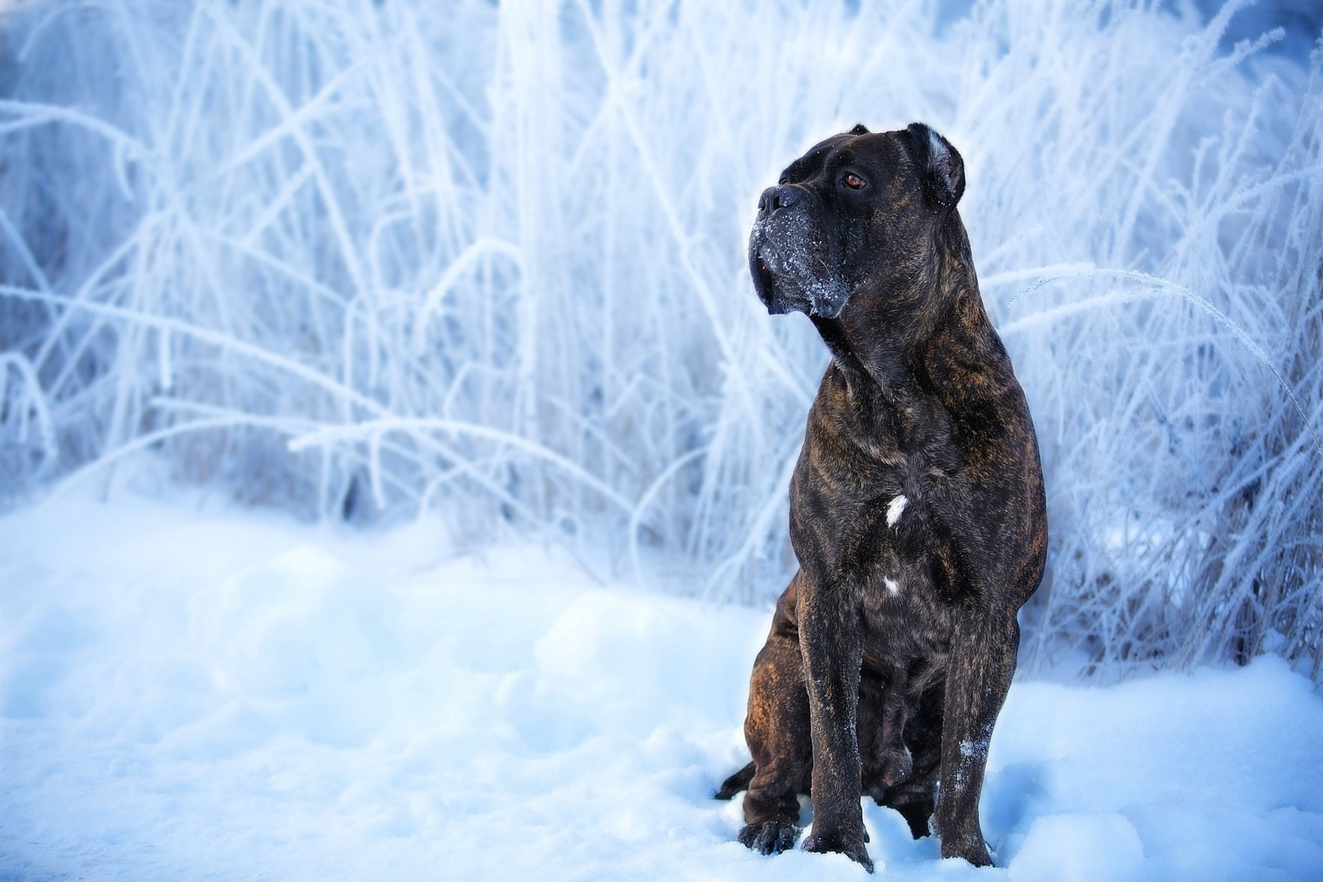 Download Dog Snow Winter Animal Cane Corso HD Wallpaper