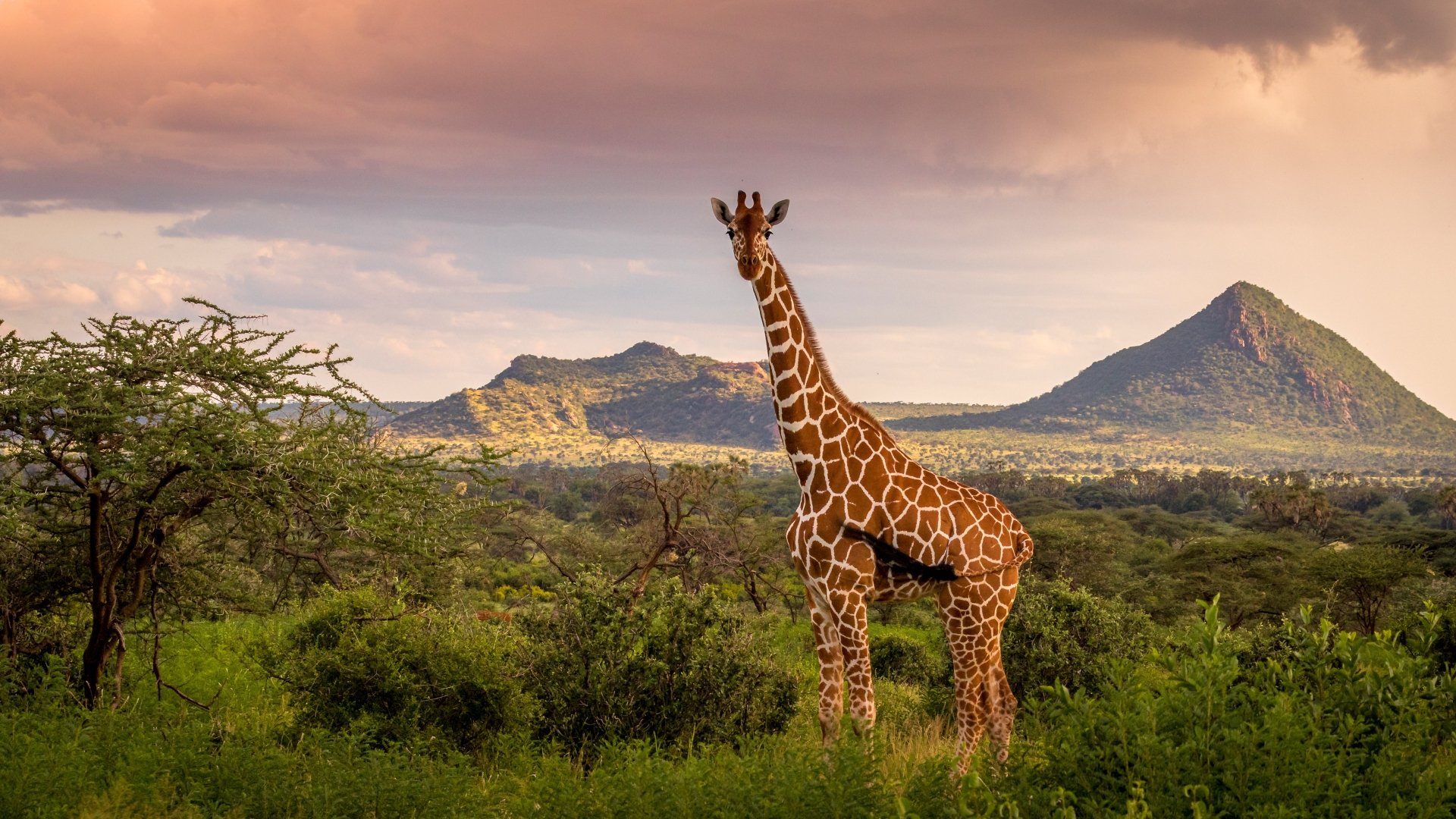 Majestic Giraffe In Stunning 4K Ultra HD Landscape Wallpaper 