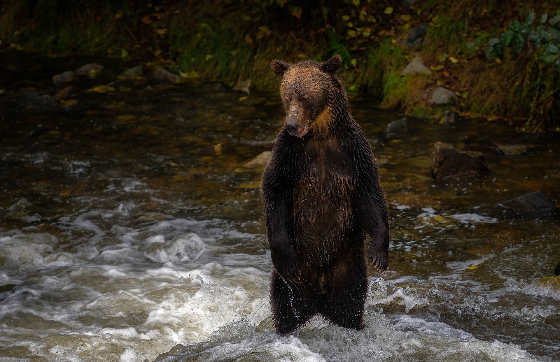 Download Animal Bear HD Wallpaper