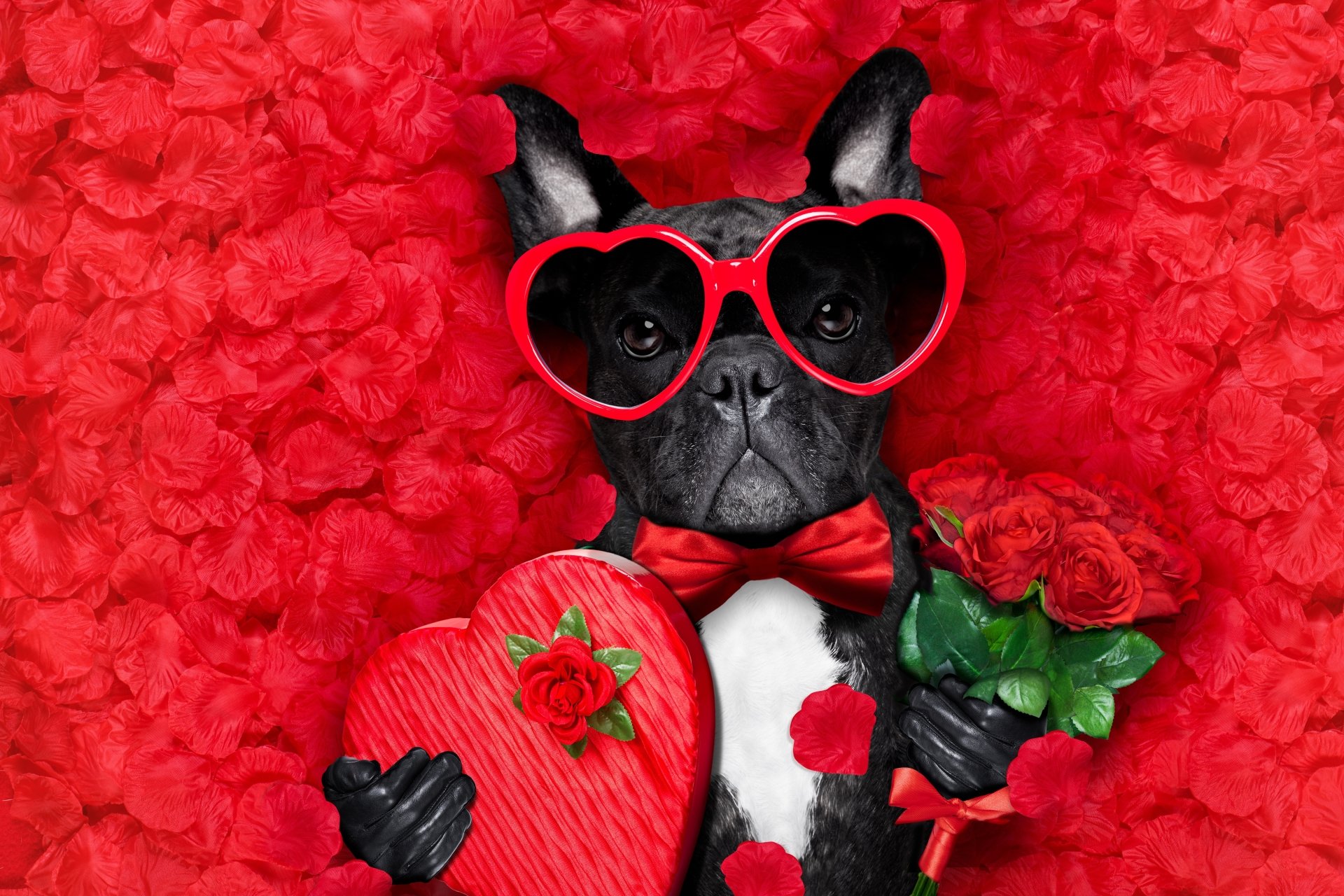 Download Sunglasses Funny Heart Romantic Rose Love Petal Dog Holiday