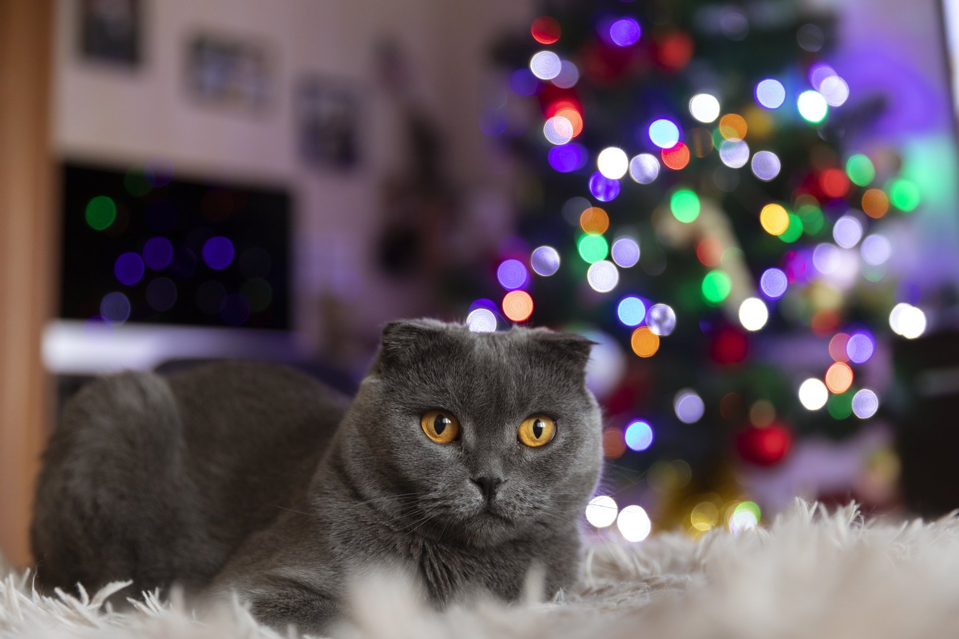 A gray cat with striking amber eyes rests on a soft surface, with colorful bokeh lights in the background; a 4K Ultra HD desktop wallpaper featuring an animal.
