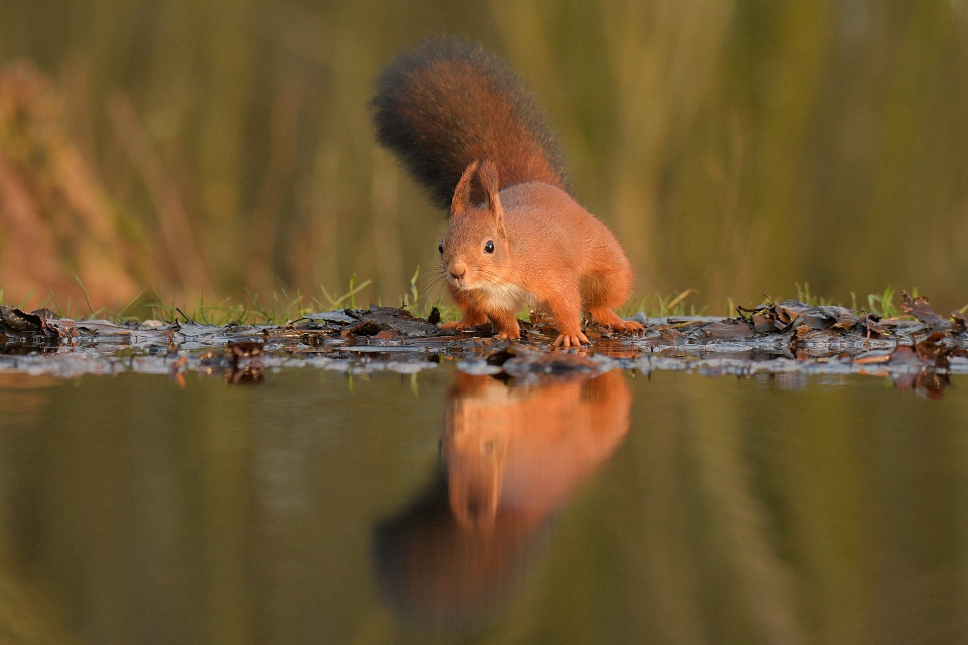 Download Reflection Rodent Animal Squirrel 4k Ultra HD Wallpaper