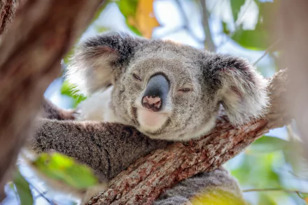 HD desktop wallpaper of a koala peacefully resting on a tree branch surrounded by green leaves.