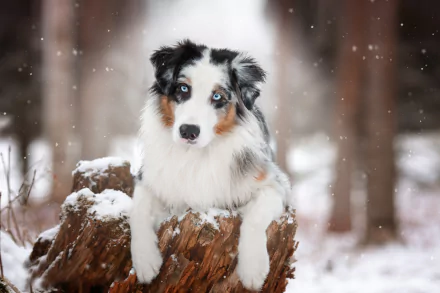 depth of field winter dog Animal australian shepherd HD Desktop Wallpaper | Background Image