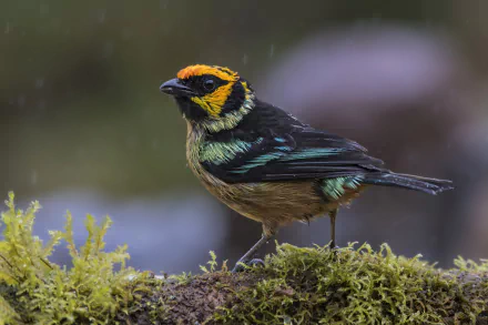 passerine bird Animal tanager HD Desktop Wallpaper | Background Image