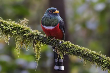 Male Masked Trogon