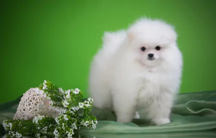 baby animal dog puppy Animal spitz HD Desktop Wallpaper | Background Image