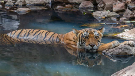 Majestic tiger lounging in a clear pond among rocks, its reflection mirrored in the water — 4K Ultra HD PC desktop wallpaper/background, Animal, tiger, pond.