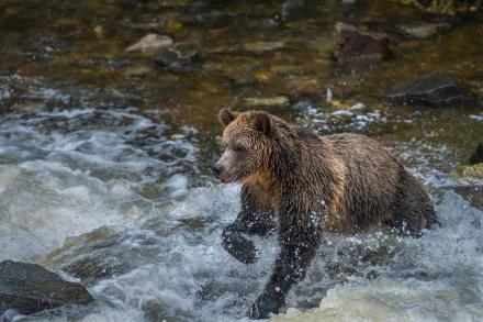 splash Animal bear HD Desktop Wallpaper | Background Image