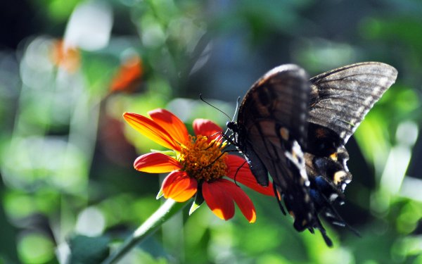 Animal Butterfly Flower HD Wallpaper | Background Image
