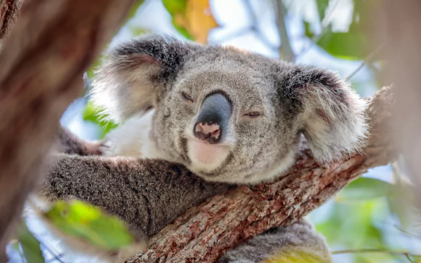 HD desktop wallpaper of a koala peacefully resting on a tree branch surrounded by green leaves.