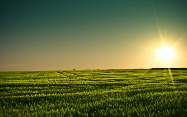 Nature Field Sunset Barley Minnesota HD Wallpaper | Background Image