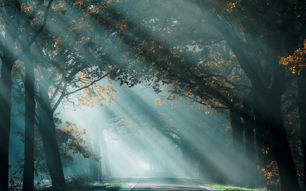 Man Made Road Fall Fog Nature Tree Sunbeam HD Wallpaper | Background Image