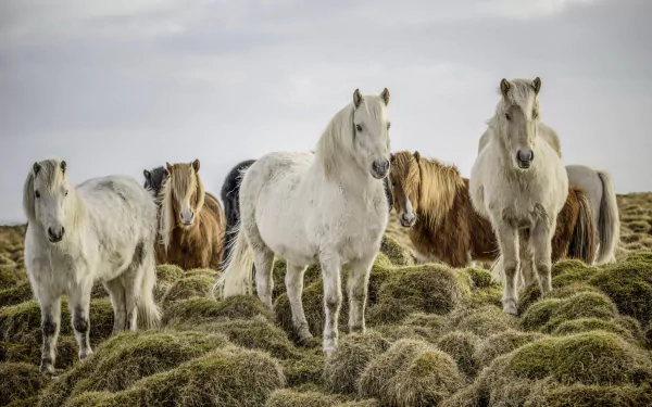 Animal horse HD Desktop Wallpaper | Background Image