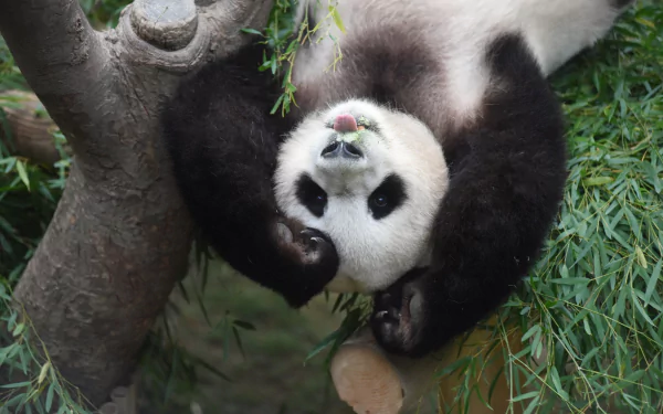  Panda in Tree Hanging Upside Down