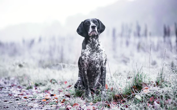 Download Mountain Dog Animal Pointer HD Wallpaper