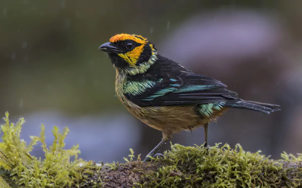 passerine bird Animal tanager HD Desktop Wallpaper | Background Image