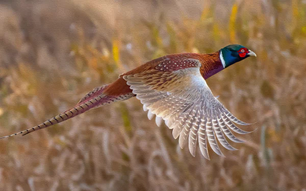  Pheasant - Fine Oil on Canvas