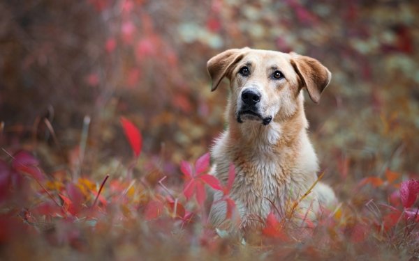 Animal Dog Dogs HD Wallpaper | Background Image