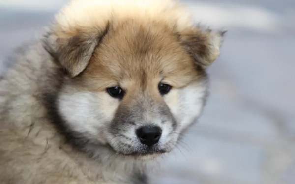  Siberian Husky Puppy