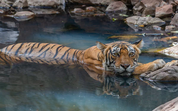 pond Animal tiger HD Desktop Wallpaper | Background Image