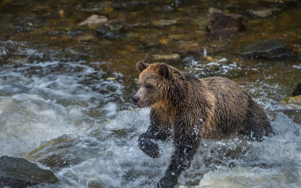 splash Animal bear HD Desktop Wallpaper | Background Image