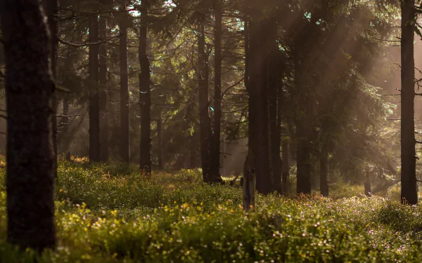  Sun Shining into Dark Forest