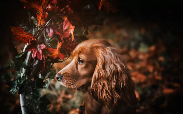 dog Animal cocker spaniel HD Desktop Wallpaper | Background Image