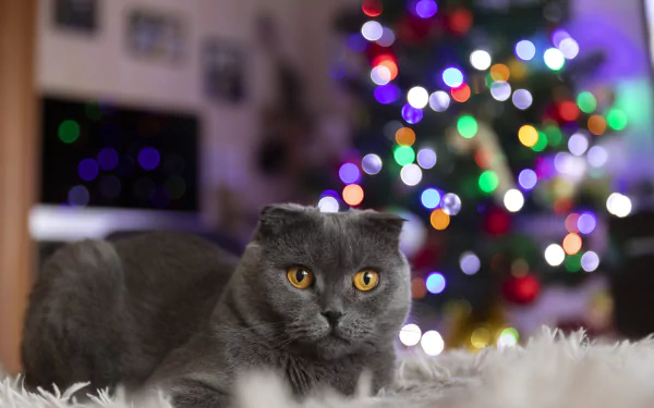 A gray cat with striking amber eyes rests on a soft surface, with colorful bokeh lights in the background; a 4K Ultra HD desktop wallpaper featuring an animal.