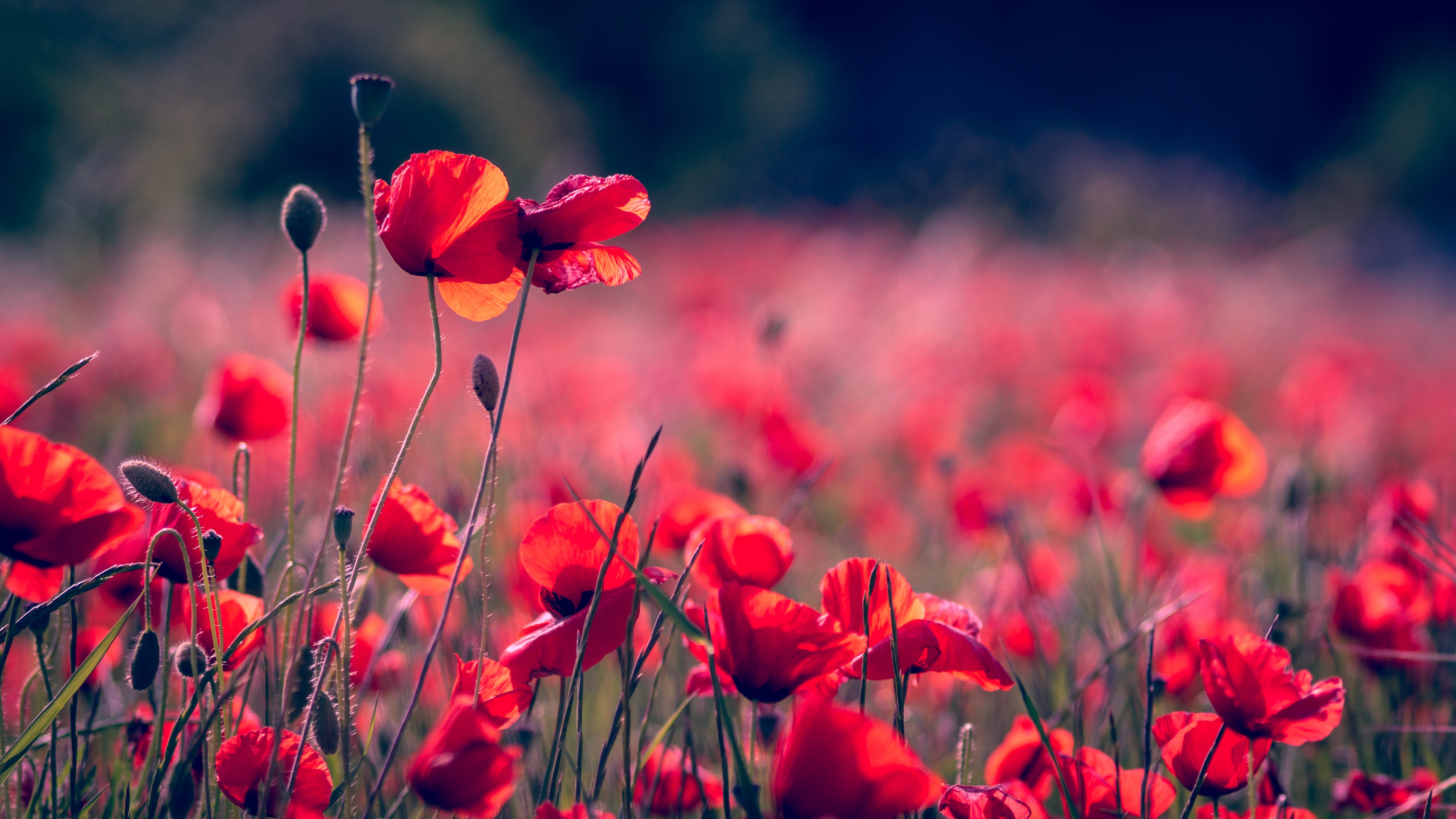 Download Depth Of Field Nature Summer Red Flower Flower Poppy 4k Ultra