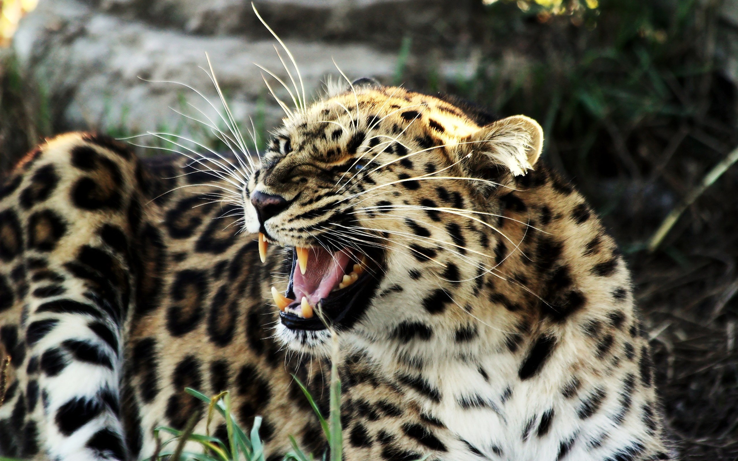 Animal leopard desktop wallpaper