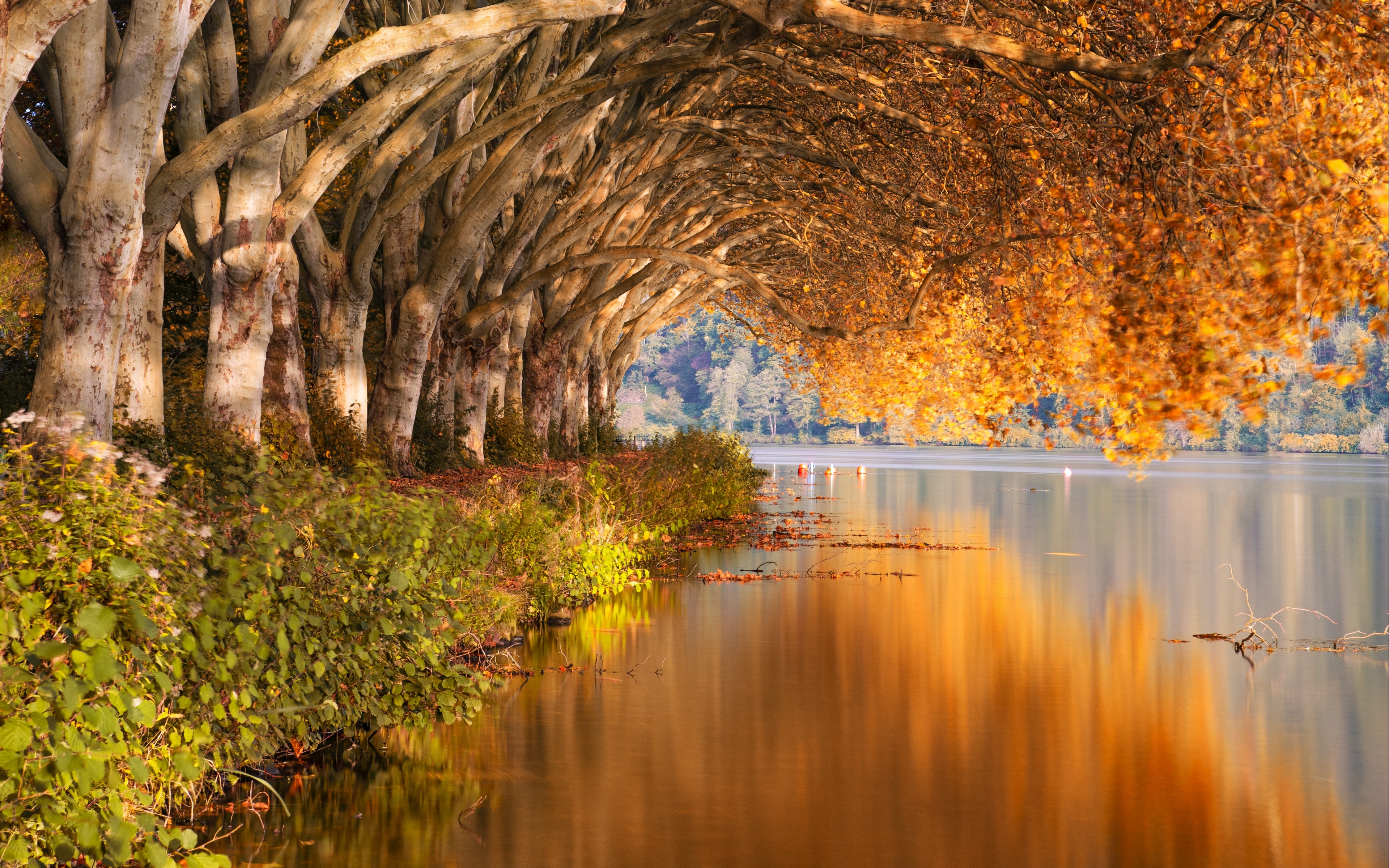 Download Reflection Tree Lake Nature Fall 4k Ultra HD Wallpaper