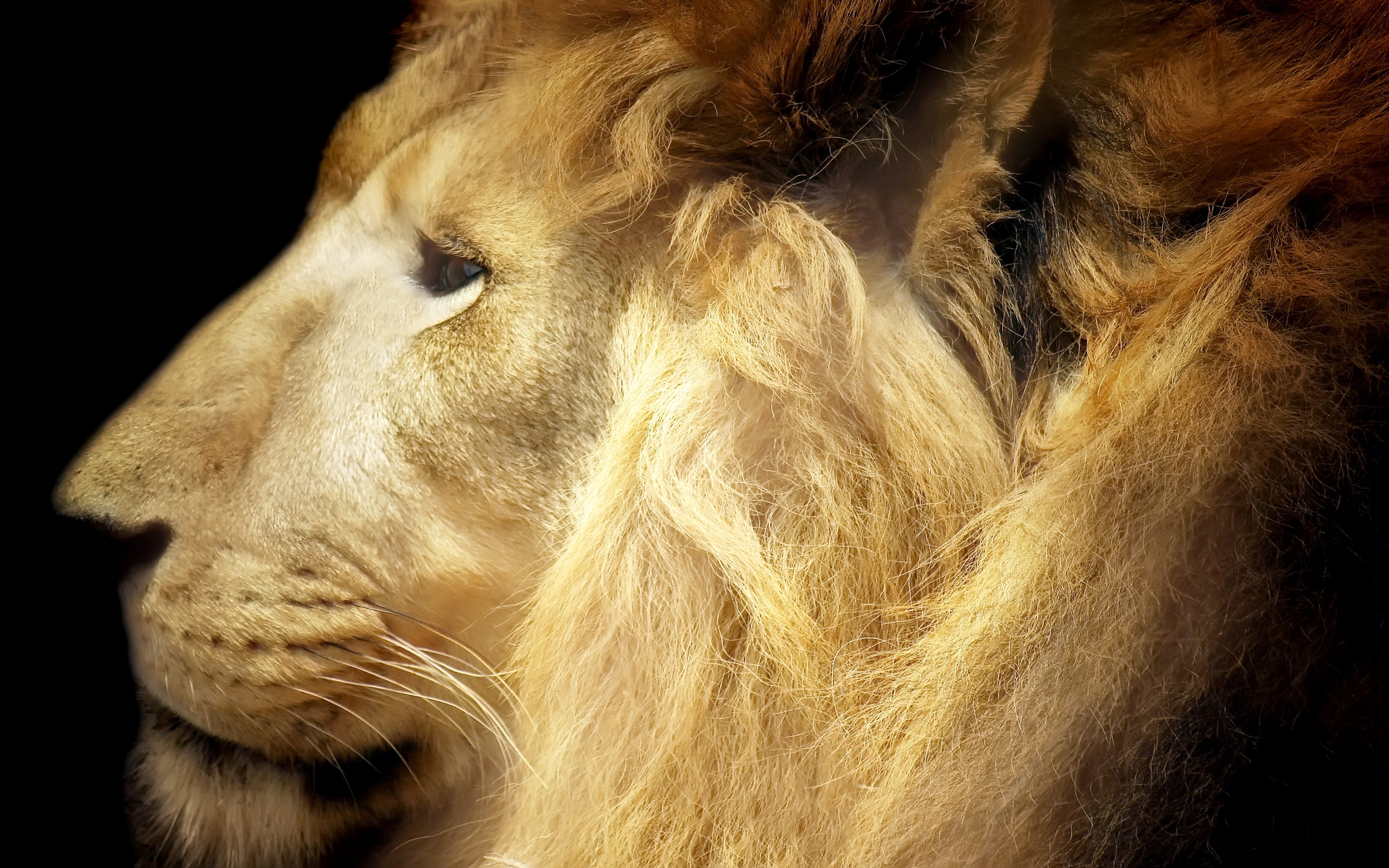 Majestic lion desktop wallpaper