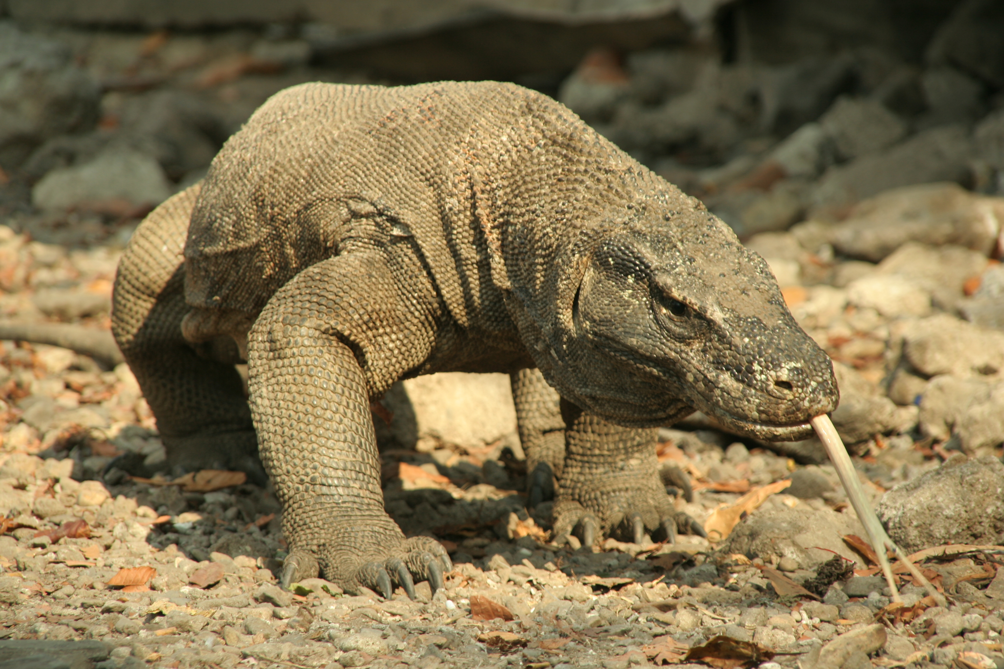 Stunning HD Wallpaper of a Komodo Dragon in Nature