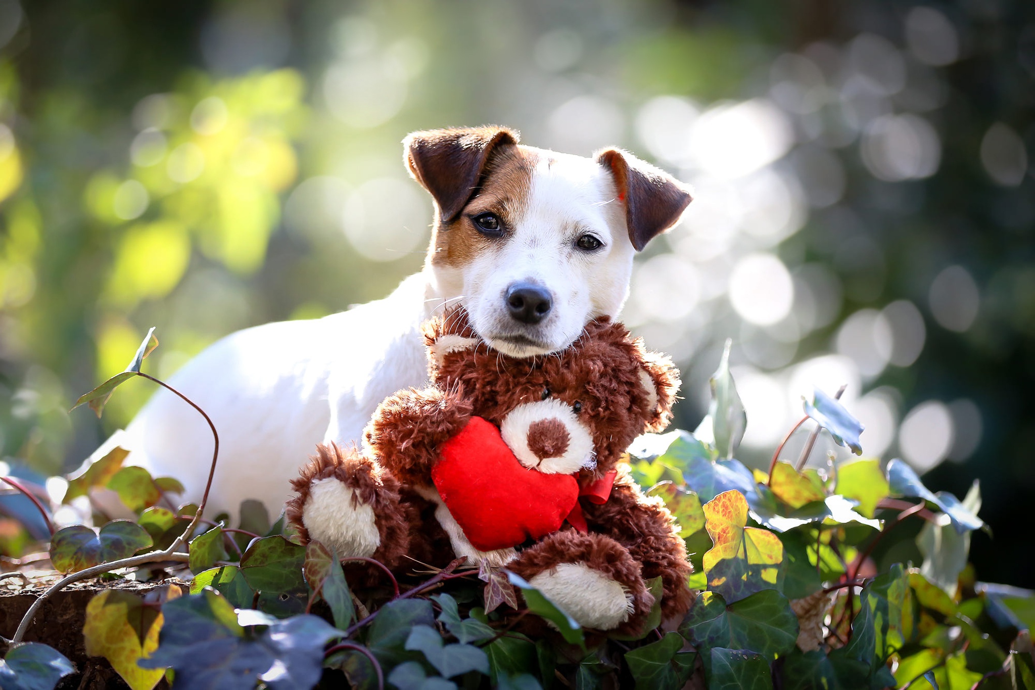 puppy hugging teddy bear