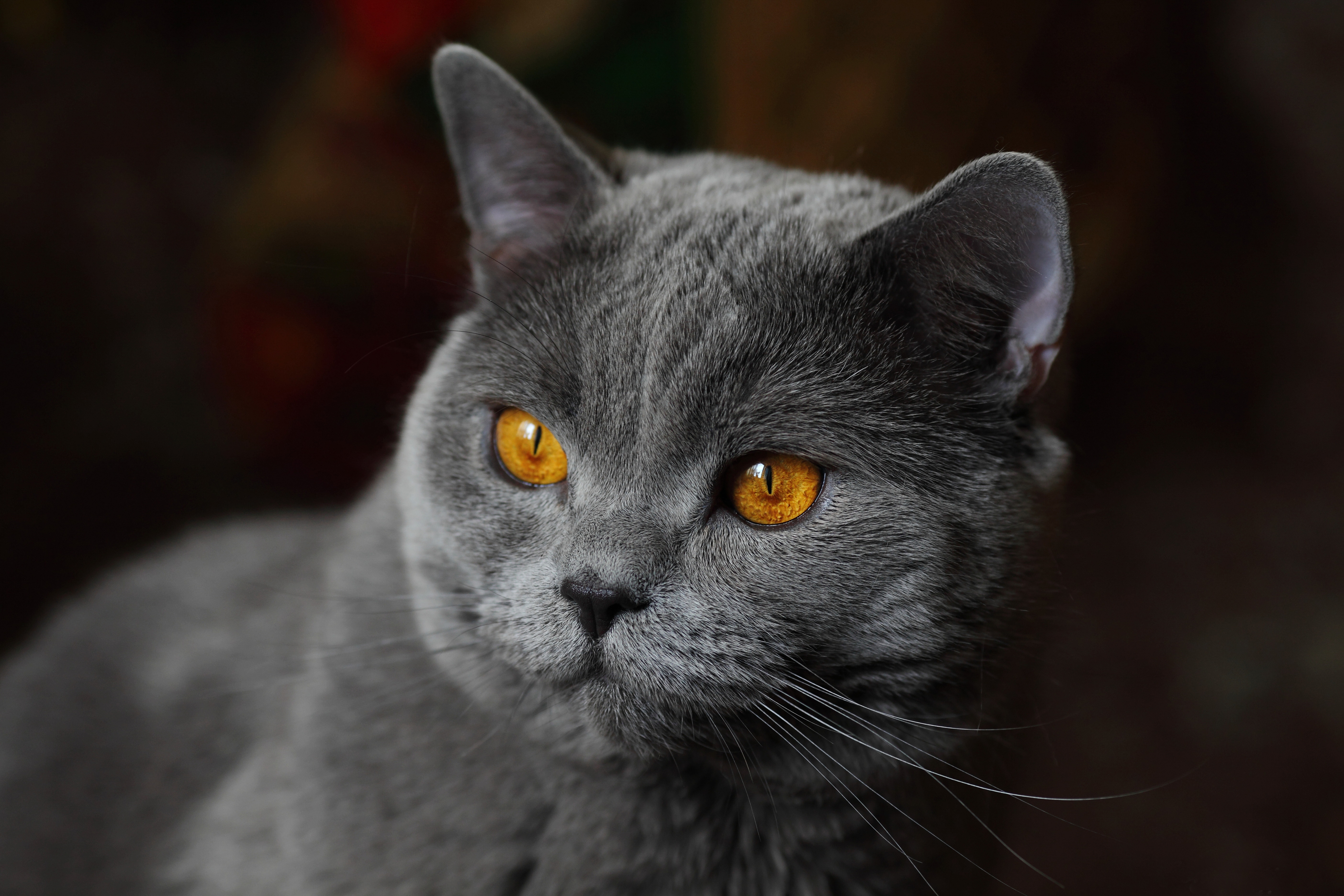 Кошка с желтыми глазами порода. Британская короткошёрстная кошка шартрез. Британская кошка короткошерстная серая. Сибирская короткошерстная кошка серая. Британская кошка короткошерстная темно.