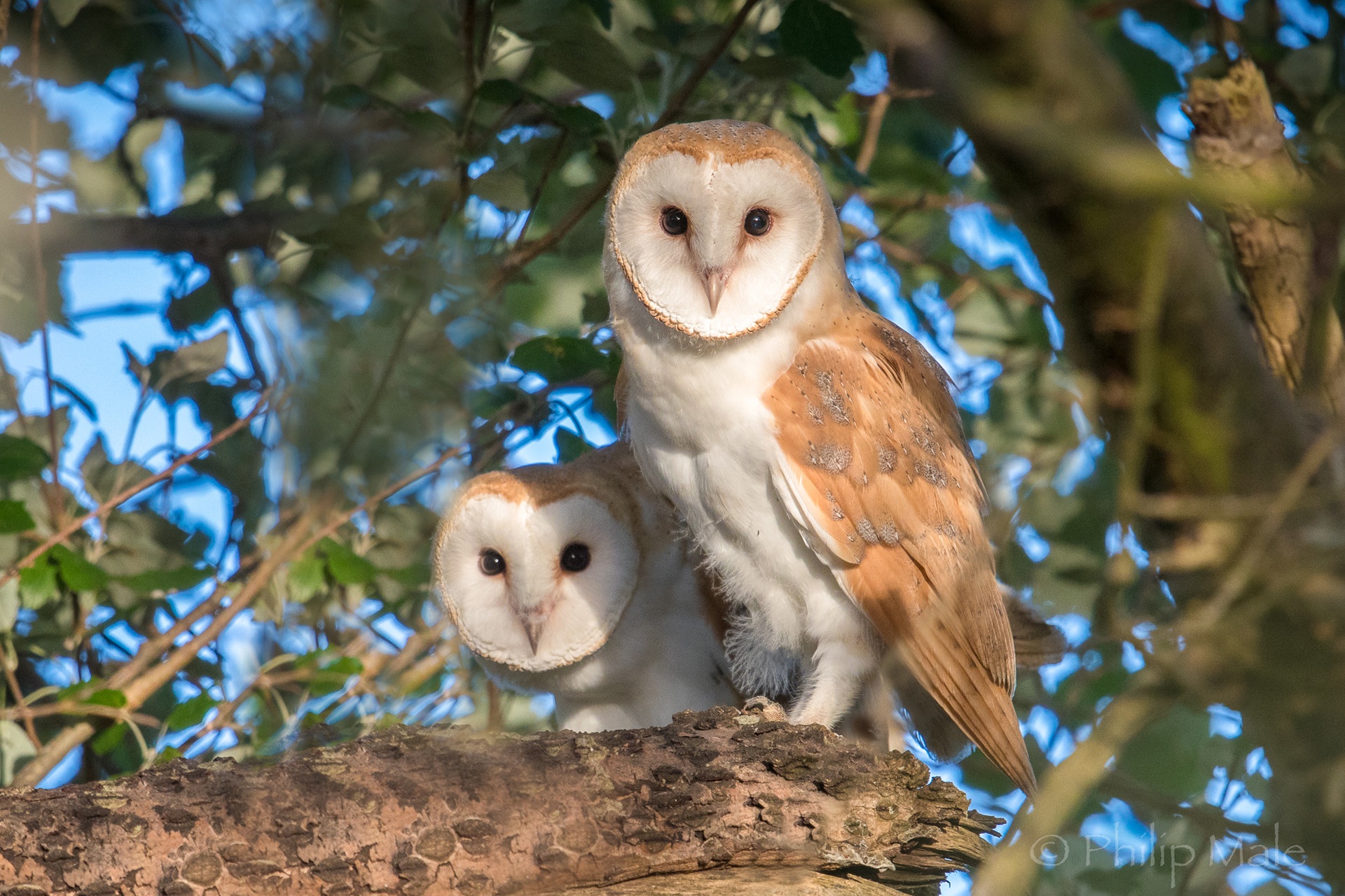 Download Owl Bird Animal Barn Owl HD Wallpaper