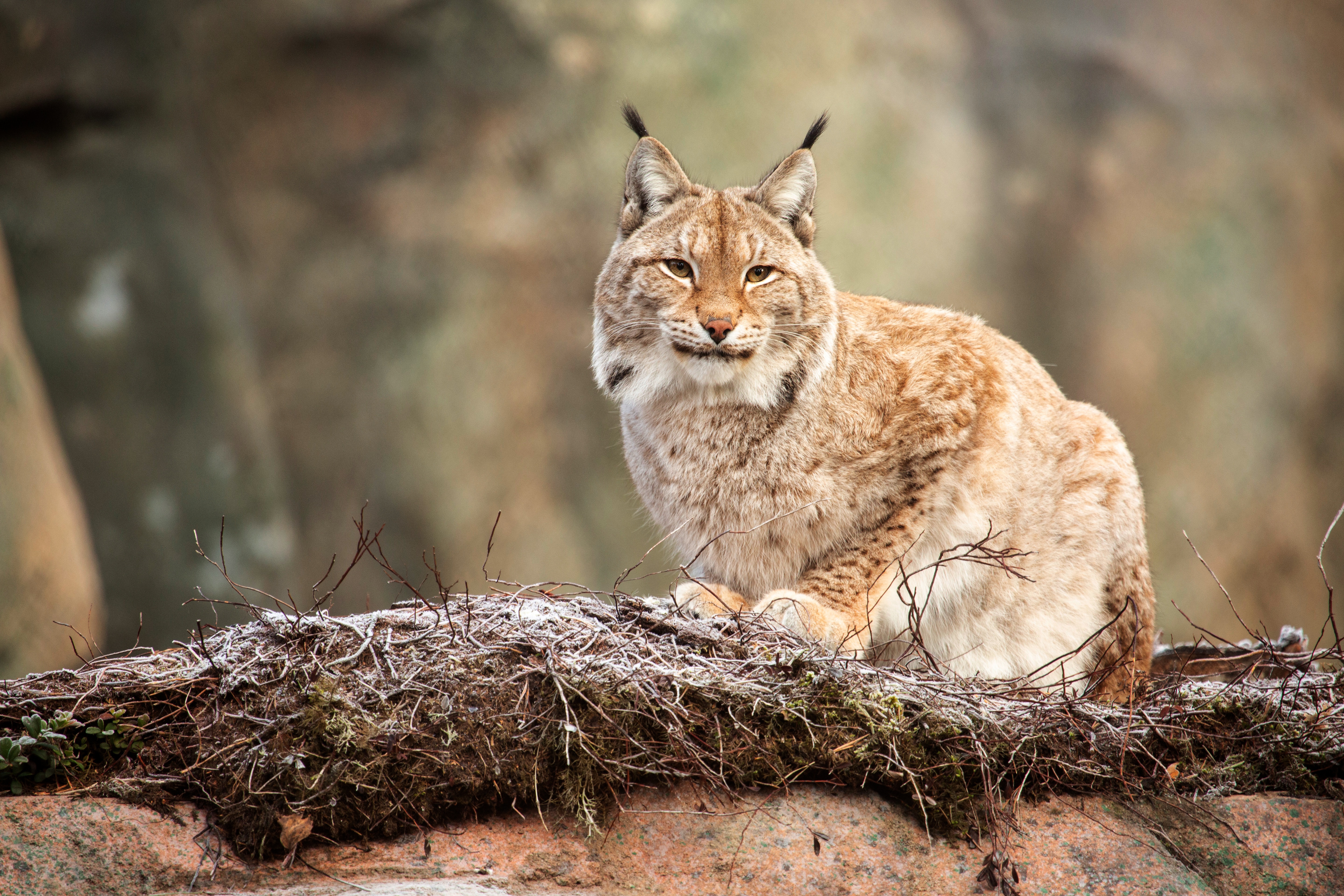 Lynx. xGhostx. 