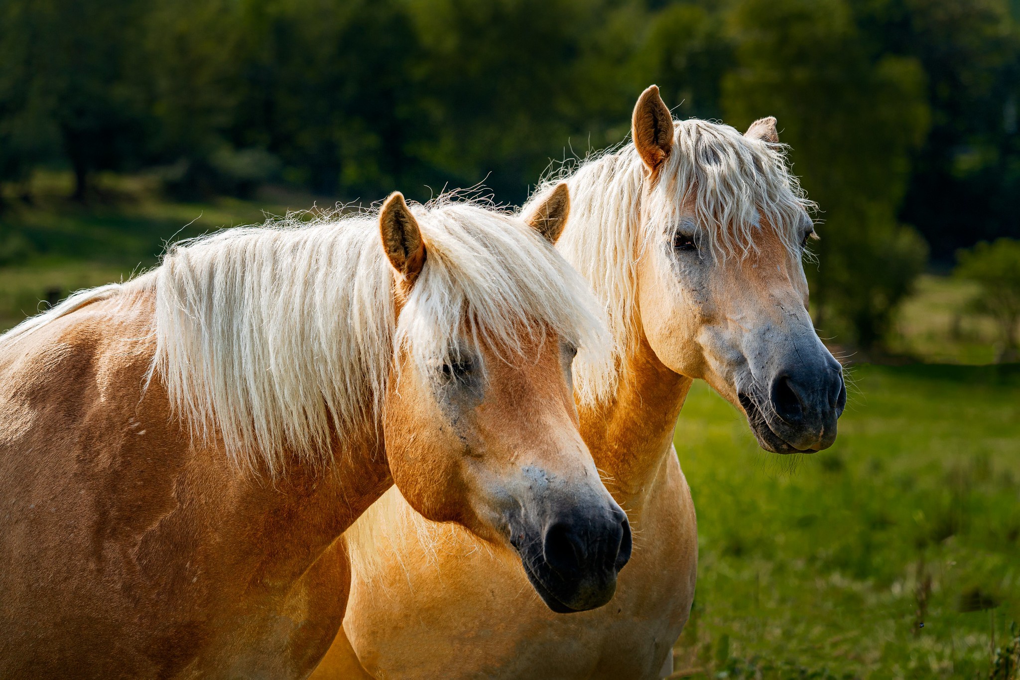 Download Animal Horse HD Wallpaper