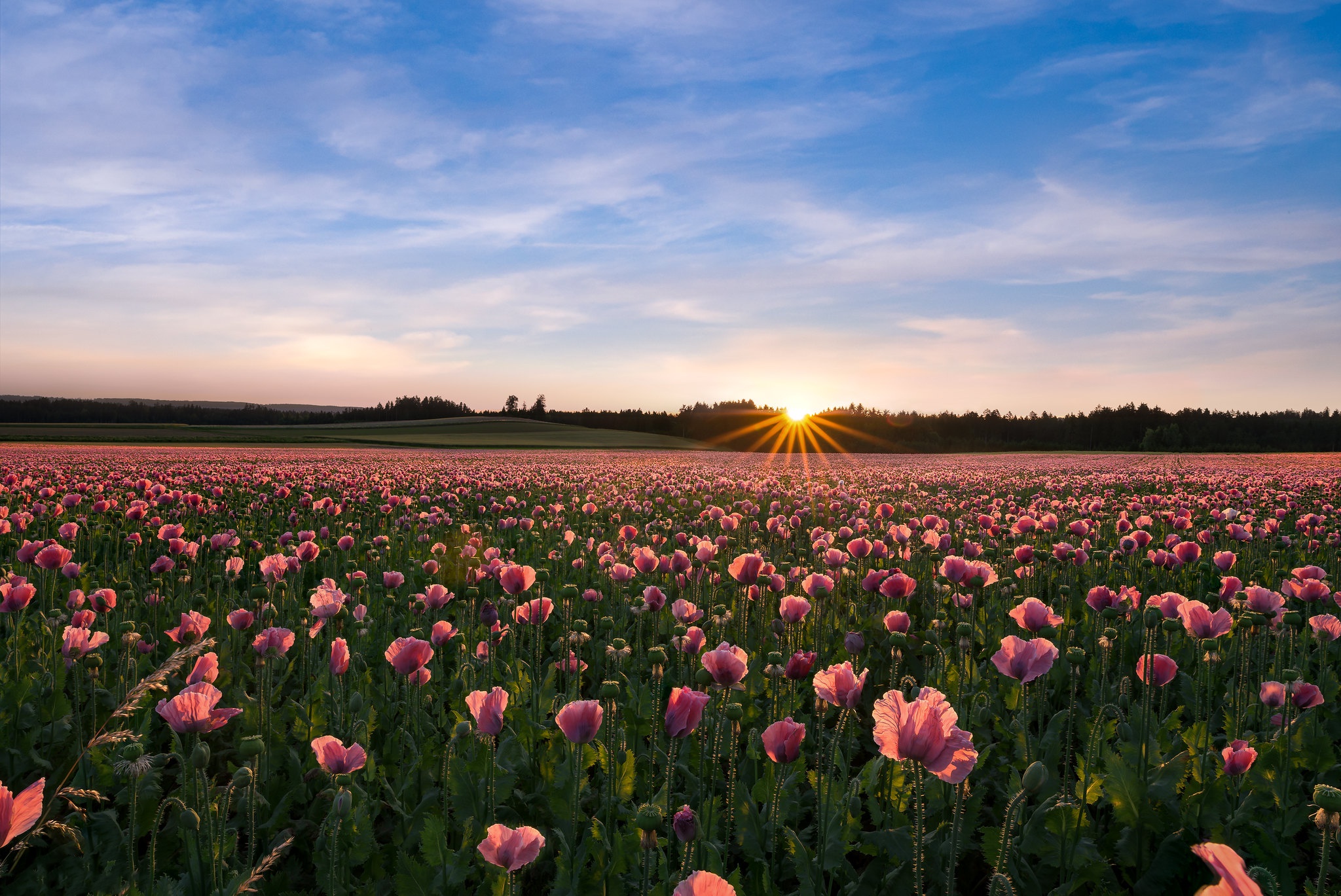 Field Of Pink Flowers Wallpaper Pink Flowers Stock Photos, Images And